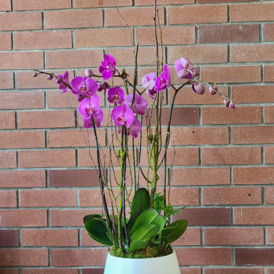 Pink orchids in a white ceramic planter
