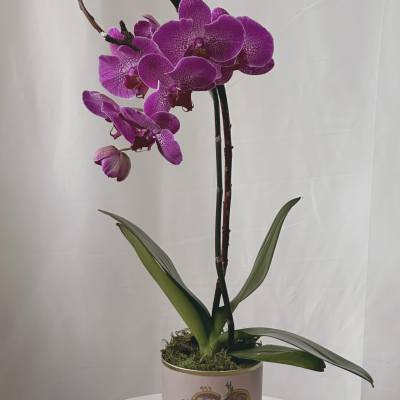 Potted magenta orchid with arching blooms in a pink 'I love you' container.