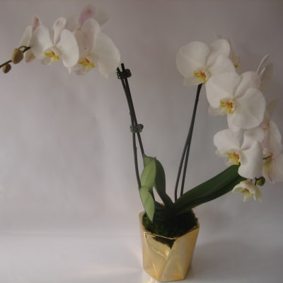 White orchid arrangement in a gold pot