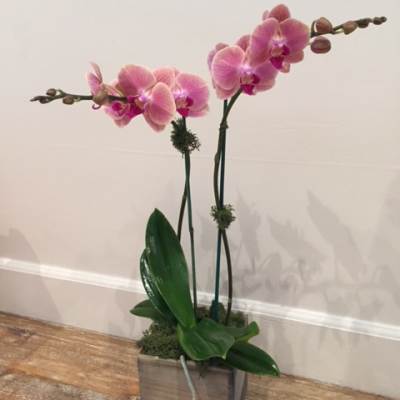Pink orchids in a square wooden planter with broad green leaves
