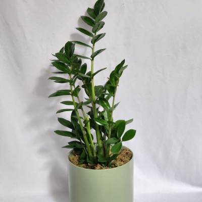 8" ZZ Plant