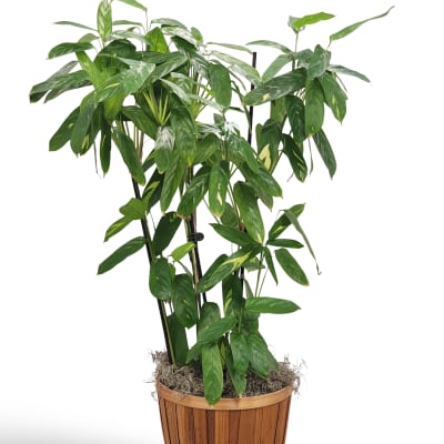 Potted green houseplant in a wooden planter