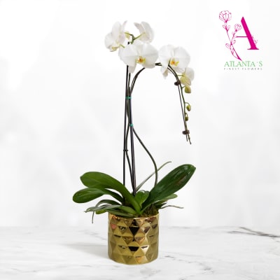 White Phalaenopsis Orchid