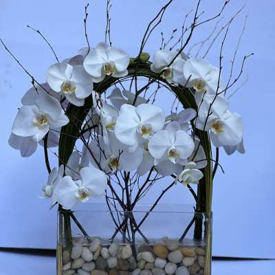 Orchid Emperor