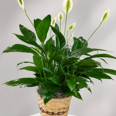 Potted peace lily with white blooms in a woven basket