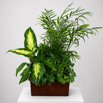 Mixed green houseplant arrangement in a rectangular wooden planter