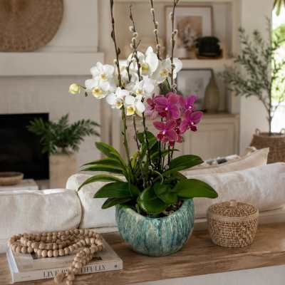 Potted orchid arrangement with white and magenta blooms in a blue ceramic planter