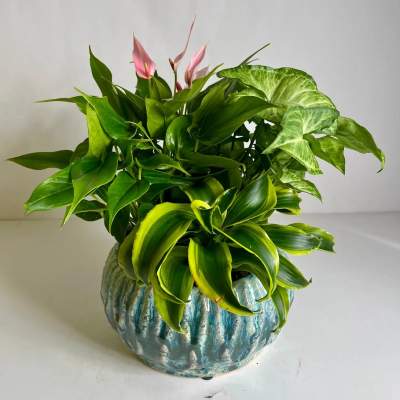 Potted green foliage arrangement with pink blooms in a blue ceramic planter