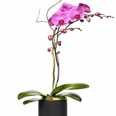 Purple Phalaenopsis Orchid