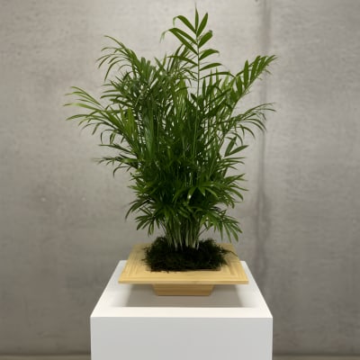 The Palm Parlour