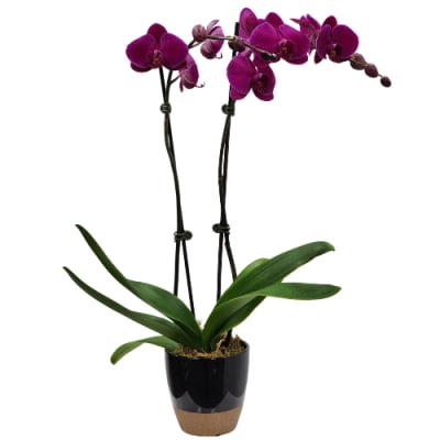 Potted orchid plant with purple blooms in a black container