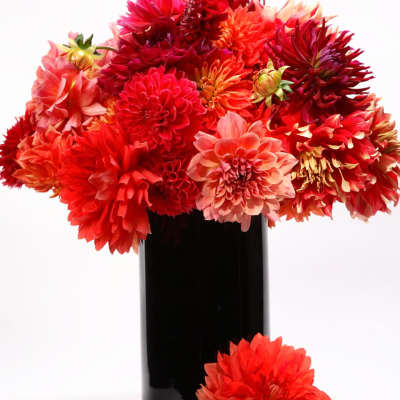 THE DAHLIA QUEEN