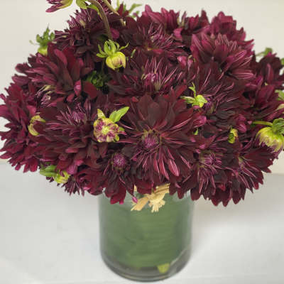 Dahlia 'Nuit d' Ete'