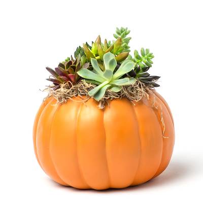 Succulents arranged in a pumpkin-shaped container