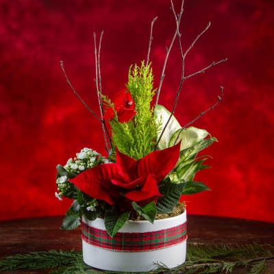 Holiday floral arrangement in a white round box with red blooms and greenery
