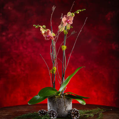 Potted orchid arrangement with tall stems and pinecones on a wooden table