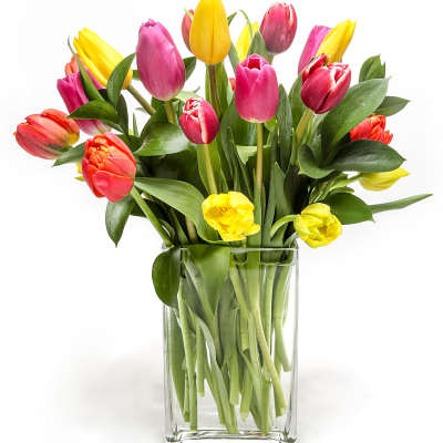 Colorful tulips arranged in a clear glass vase