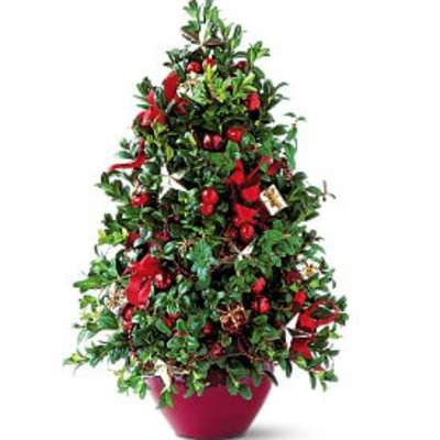 Boxwood Tree