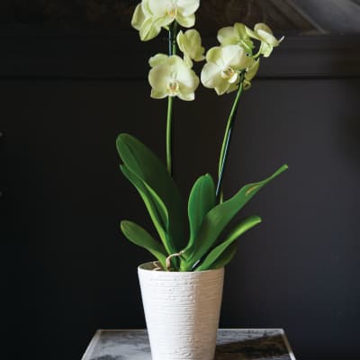 Elegant White Phalaenopsis Orchid