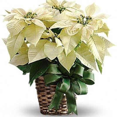 White Poinsettia