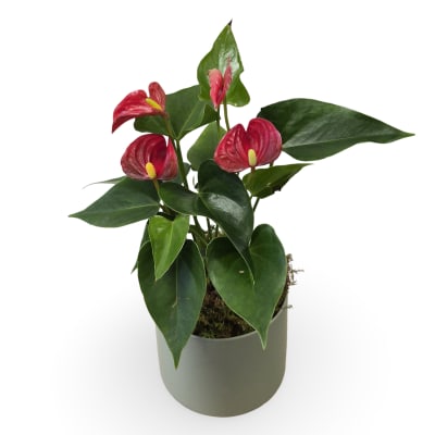 4" Anthurium Plant