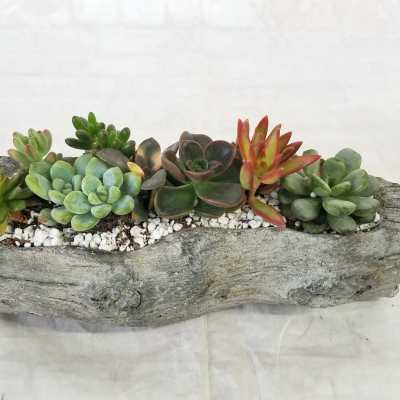 Succulent arrangement in a rustic driftwood-style planter