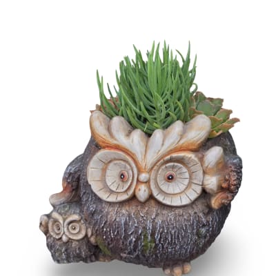 Owl Succulent Planter