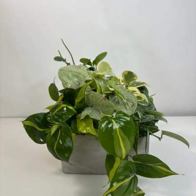 Potted arrangement of assorted green houseplants in a square gray container