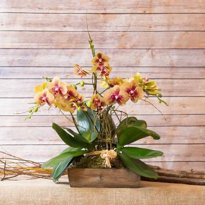 SHERBET COLOR PHALEONOPSIS ORCHID