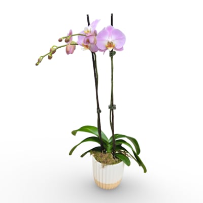 Lavender Orchid Planter