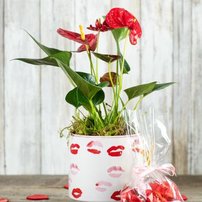 Red anthurium plant in a white pot with lip-print design and a gift bag