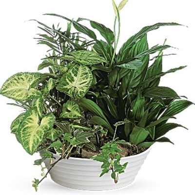 Mixed green houseplants arranged in a white bowl planter