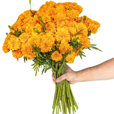 Handheld bouquet of orange marigolds with green buds