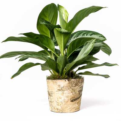 Potted green houseplant in a birch-style container