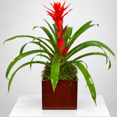 Red bromeliad plant in a square wooden planter