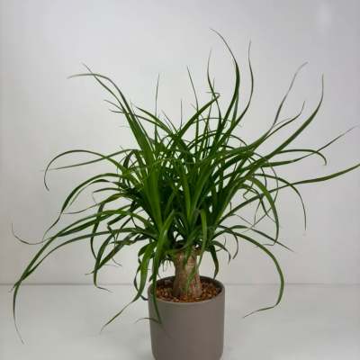 Potted green ponytail palm plant in a gray container