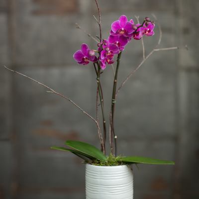 Pink orchids in a white ribbed pot with bare branches