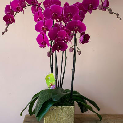 Magenta orchid plant in a gold square pot