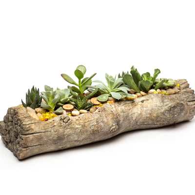 Succulent arrangement in a hollow log planter