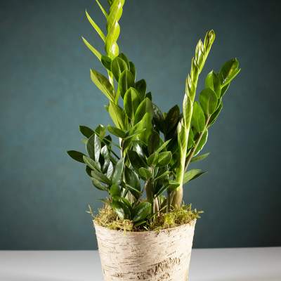 Potted green plant with glossy upright stems in a birch-style container
