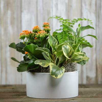 Potted mixed plant arrangement with orange blooms in a white container