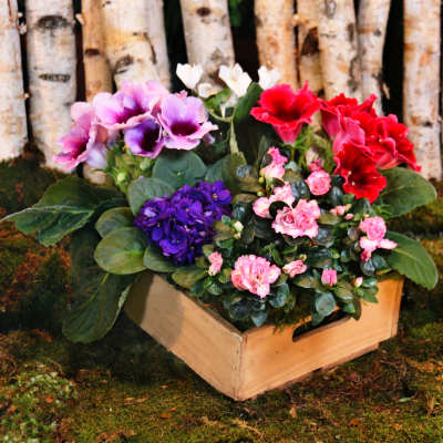 SEASONAL GARDEN BOX