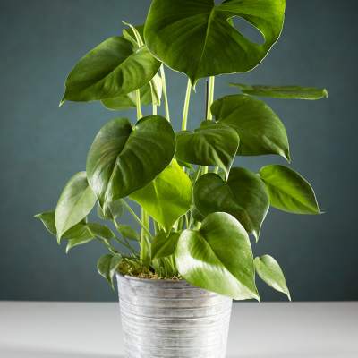 Potted green monstera plant in a silver metal container