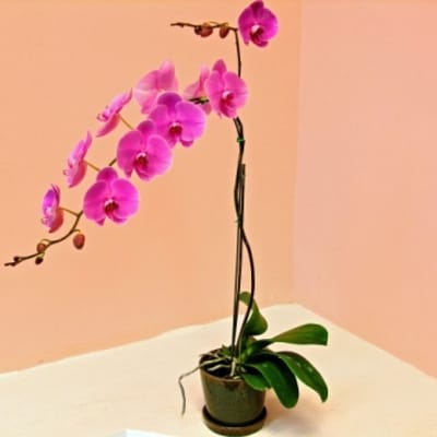 Potted orchid with bright pink blooms in a small container