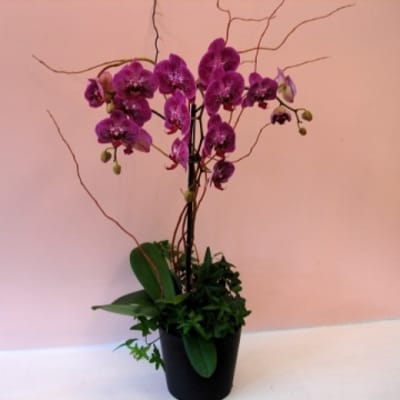 Purple Phalaenopsis Orchid