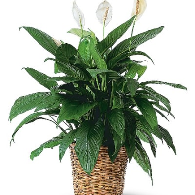Potted peace lily plant with white blooms in a woven basket