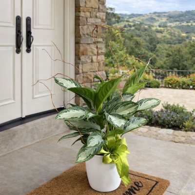 Potted green plant with variegated leaves and a ribbon in a white pot
