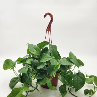6" Hanging Pothos Plant