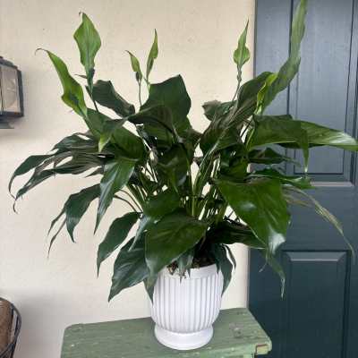 Potted green houseplant in a white ribbed ceramic container on a small green bench