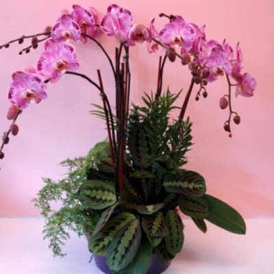Grand Phalaenopsis Orchid Garden